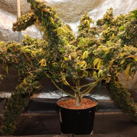 Kees Old School Haze