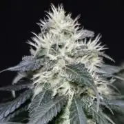 Kees Old School Haze Regular