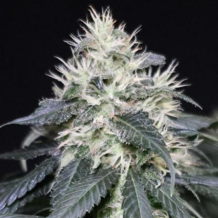 Kees Old School Haze Regular