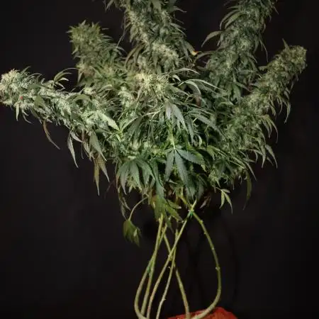 Deep Forest Super Auto