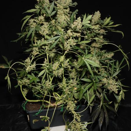 Kings Kush Auto