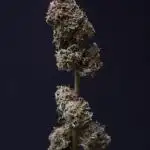 Karel's Dank