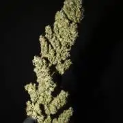Deep Forest Super Auto