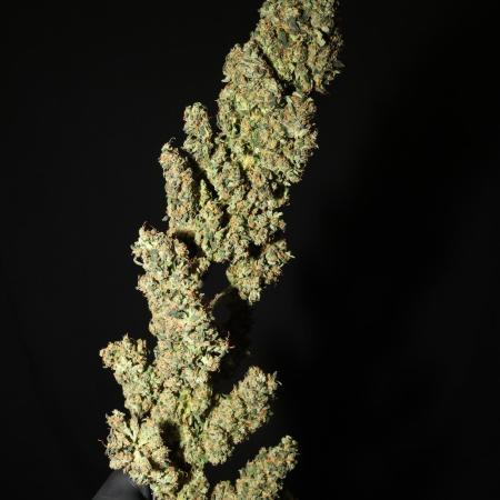 Deep Forest Super Auto