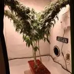 Deep Forest Super Auto
