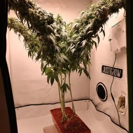 Deep Forest Super Auto