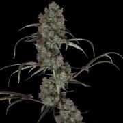 West Coast OG X Gelato 41 auto
