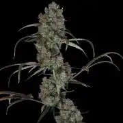 West Coast OG X Gelato 41 auto