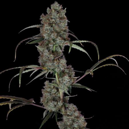 West Coast OG X Gelato 41 auto
