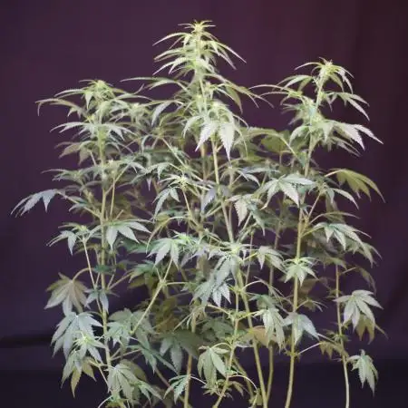 Deep Forest Super Auto