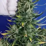 Cream Mandarine XL Auto 