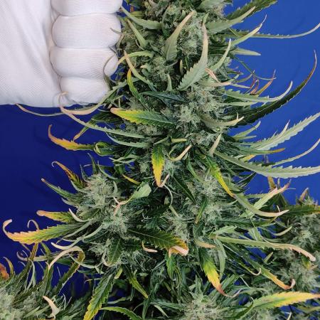 Cream Mandarine XL Auto 