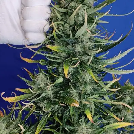 Cream Mandarine XL Auto 