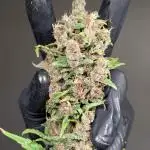 Samurai Purple Punch Auto