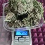 Gangster... Amnesia Zkittlez Auto
