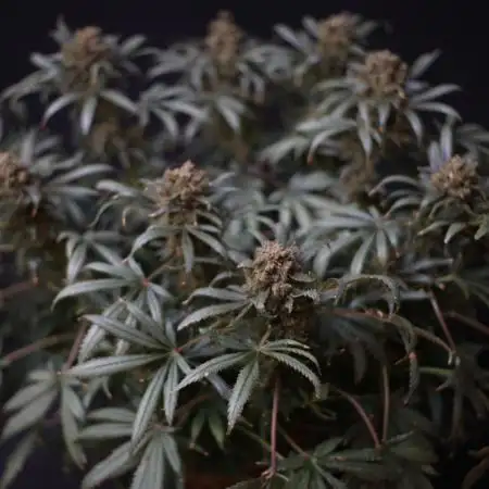 Diesel Fast F1 BX Regular
