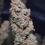 Diesel Fast F1 BX regular