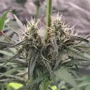 Sunset Sherbet Go Fast