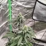 Early Frost