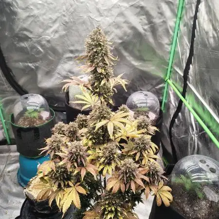 FrostBanger Auto
