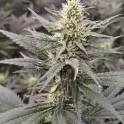 Fruity Pebbles OG