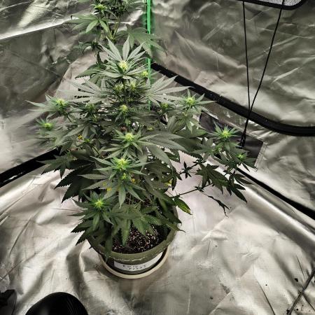 Early Frost