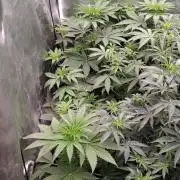 RS11 (Rainbow Sherbet)