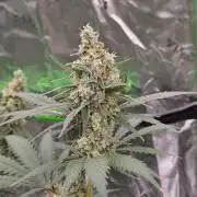Fruity Pebbles OG