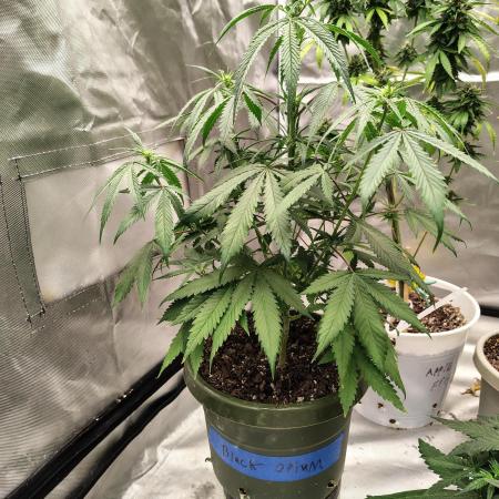 Black Opium Auto
