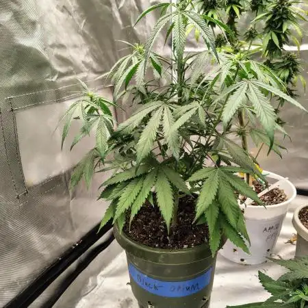 Black Opium Auto