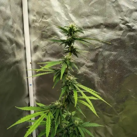 Apple Fritter Auto (run #2)