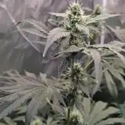 RS11 (Rainbow Sherbet)