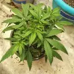 Black Opium Auto