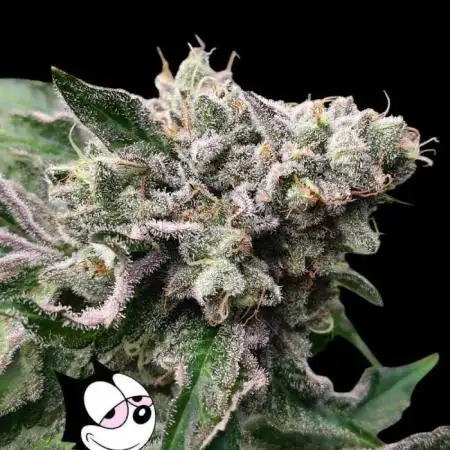Mango Sherb S1