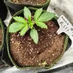 RS11 (Rainbow Sherbet)