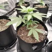 Fruity Pebbles OG