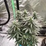 Black Cherries