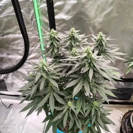 Black Cherries