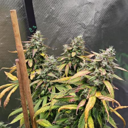 Black Cherries