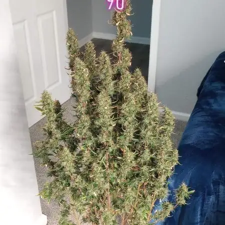 Purple Juice Auto