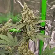 Fruity Pebbles OG