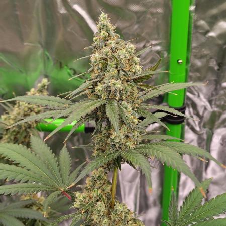 Fruity Pebbles OG