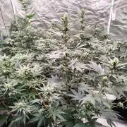 Fruity Pebbles OG