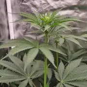 RS11 (Rainbow Sherbet)