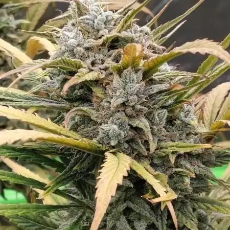 Skunk Monkey