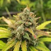 Sunset Sherbet Go Fast