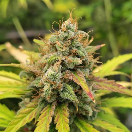 Sunset Sherbet Go Fast