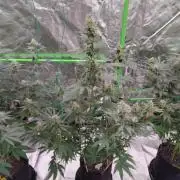 Fruity Pebbles OG