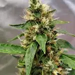 Delicious Cookies Auto