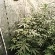 RS11 (Rainbow Sherbet)